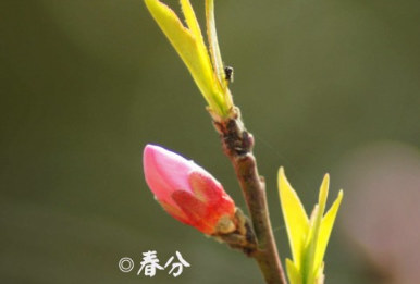 2019春分微信简单心情说说 春分节气说说唯美句子大全